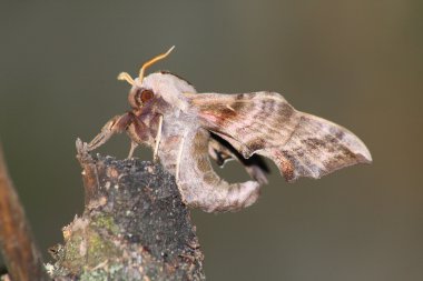 Hawk moth (Smerinthus ocellatus) clipart