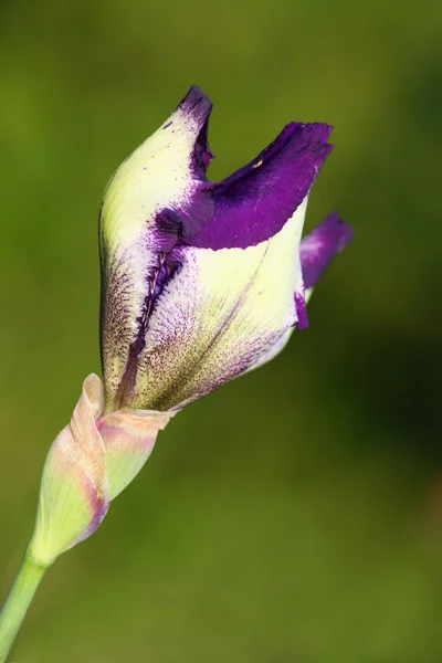 Iris flower bud — Stock Photo, Image