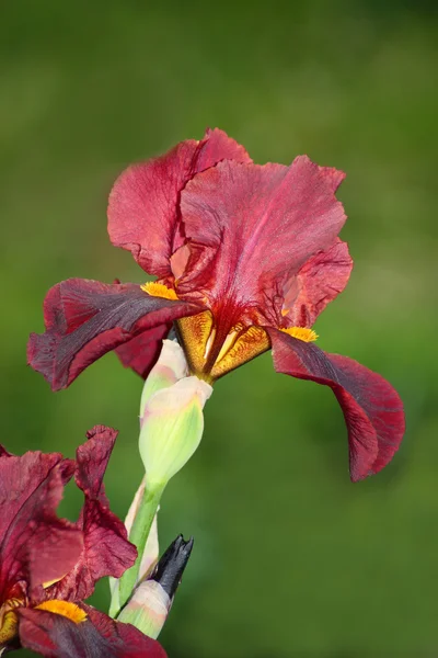 Röd iris — Stockfoto