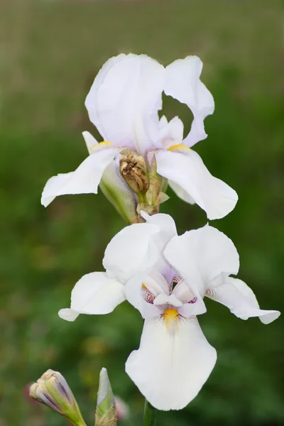 Iris blanco —  Fotos de Stock