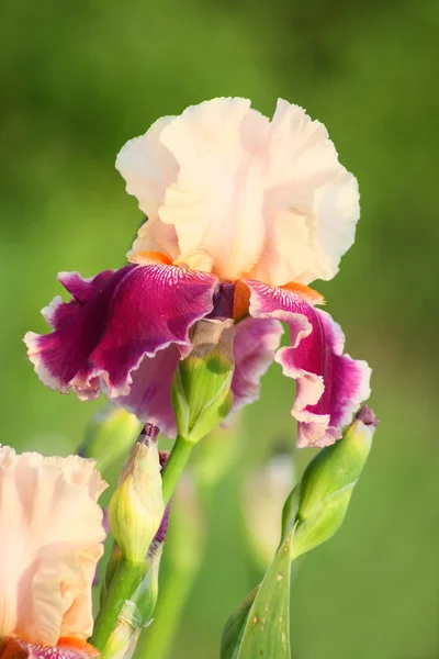 Flor de iris —  Fotos de Stock