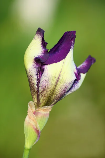 Iris bud — Stock Photo, Image