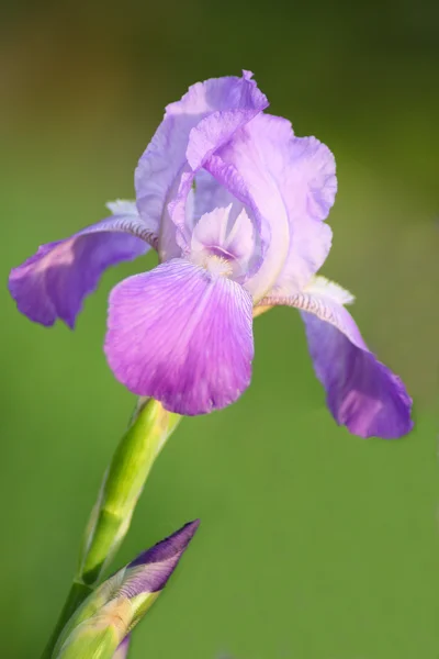 紫鸢尾 — 图库照片