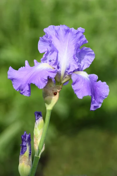 Violette Schwertlilie — Stockfoto