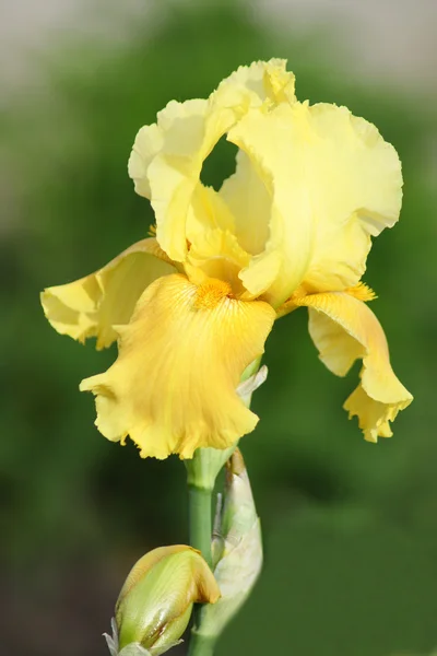 Iris kuning — Stok Foto