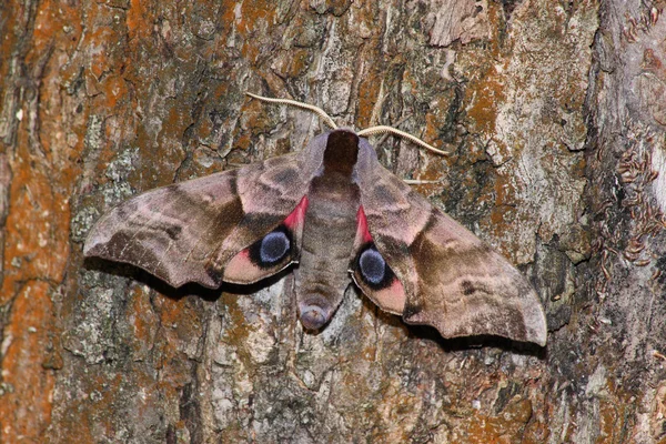 Hawk moth (Smerinthus ocellatus) — Stock Photo, Image
