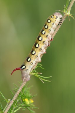 Hawk güve caterpillar (Deilephila gallii)