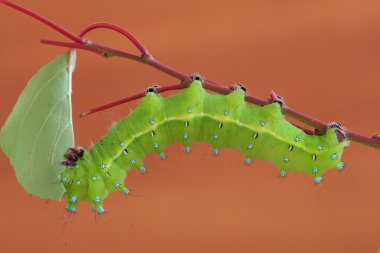 Caterpillar (Saturnia puri)