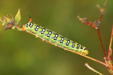 Hawk güve caterpillar (Deilephila euphorbiae)