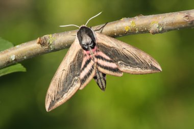 Hawk moth (Sphinx ligustri) clipart