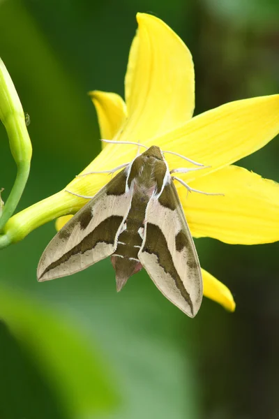 Hawk moth (Deilephila euphorbiae) — Stockfoto