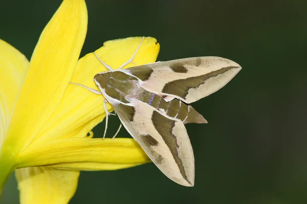 Hawk moth (Deilephila euphorbiae) — Stock Photo, Image