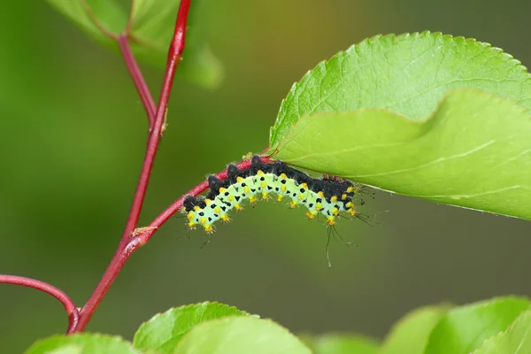 Caterpillar (Saturnia puri) — Stockfoto