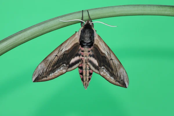 Hawk moth (Ligusterpijlstaart) — Stockfoto