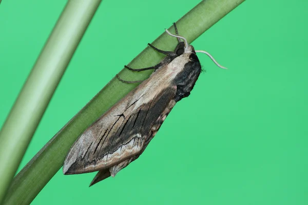 Hawk moth (Sphinx ligustri) — Stockfoto