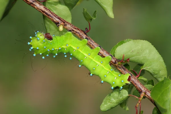 Caterpillar (Saturnia puri) — Stock Photo, Image