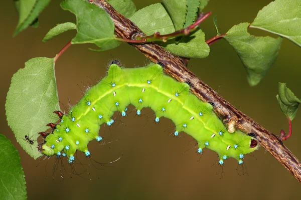 Caterpillar (Saturnia puri) — Zdjęcie stockowe