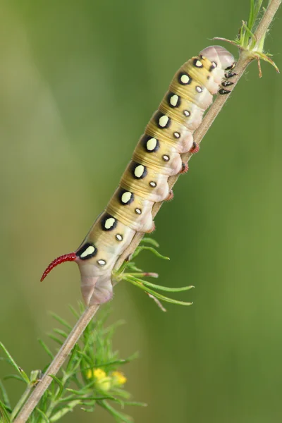Hawk moth caterpillar (Deilephila gallii) — Stock Photo, Image