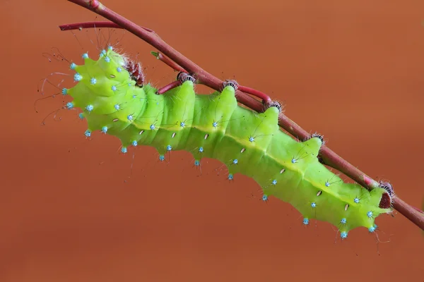 Caterpillar(Saturnia puri) — Stock Photo, Image