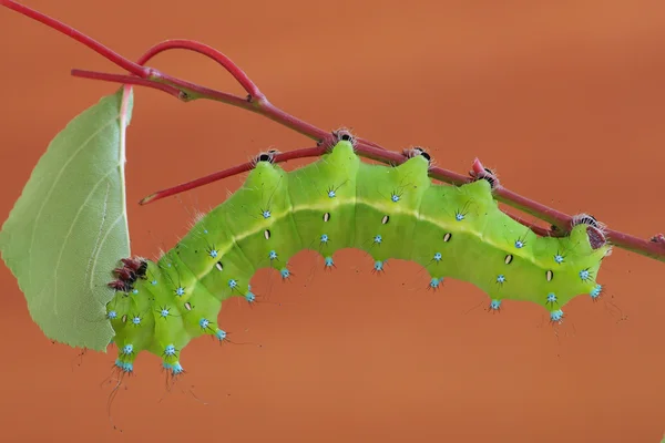 Caterpillar(Saturnia puri) — Stock Photo, Image