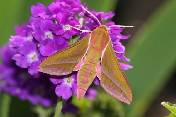 Hawk moth (Deilephila elpenor) — Stock Photo, Image