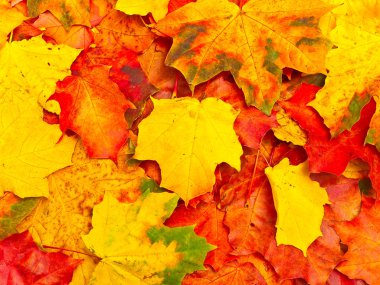 Autumn leaves background clipart