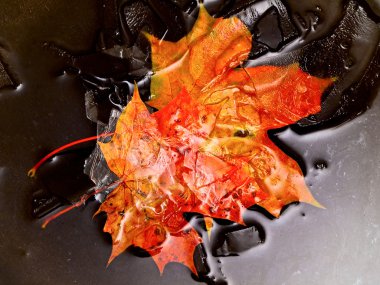 Maples leaves in water and ice clipart