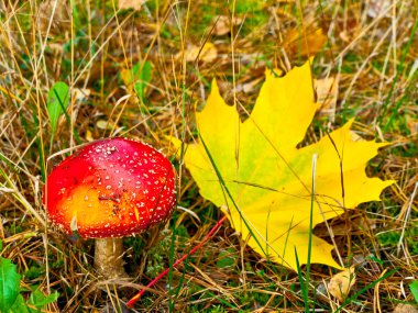 sinek agaric akçaağaç yaprağı