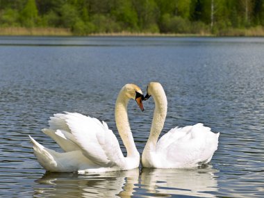 Swans clipart