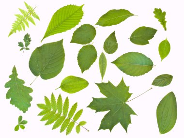 Green leaves clipart