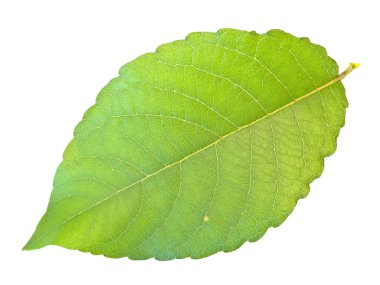 Green leaf clipart