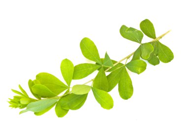 Green leaves clipart