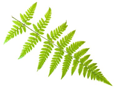 Fern leaf clipart