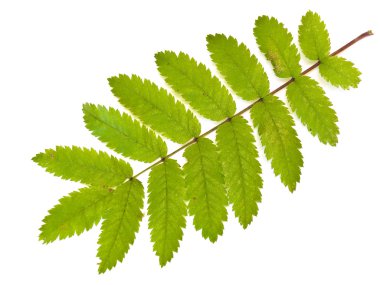 Wild ash leaf clipart