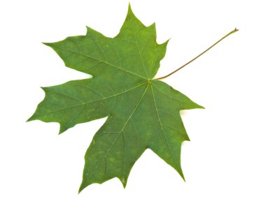 Green maple leaf clipart