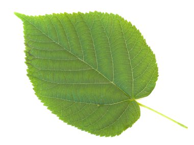 Green linden leaf clipart