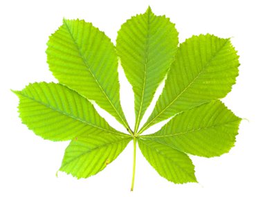 Green chestnut leaf clipart