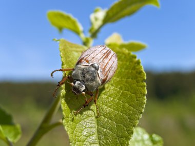 Chafer clipart