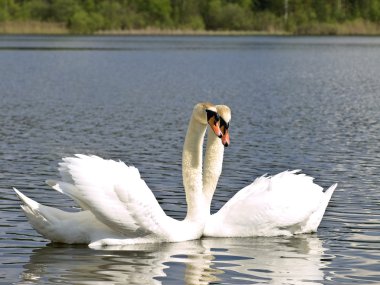 Swan love clipart