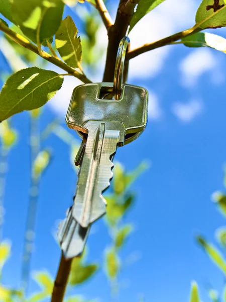 Klíč na větvi — Stock fotografie