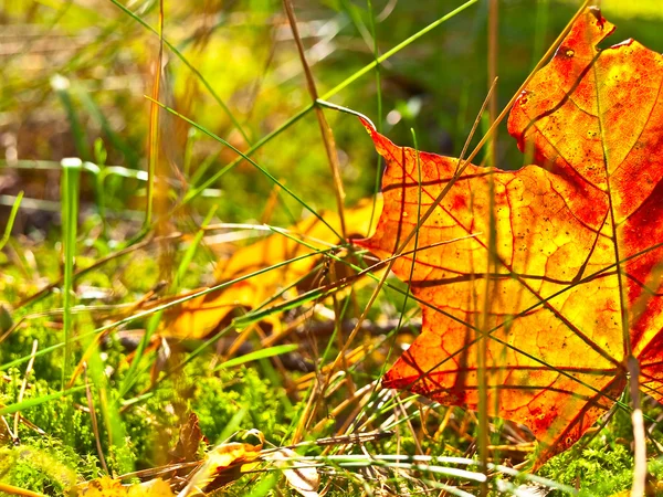 Höst orange blad — Stockfoto