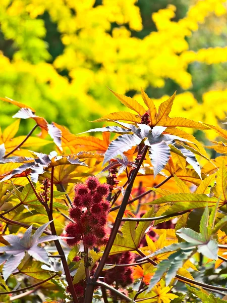 Pianta rossa in autunno — Foto Stock
