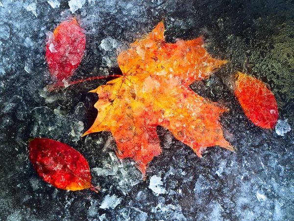 Sonbahar yaprakları dondurulmuş — Stok fotoğraf
