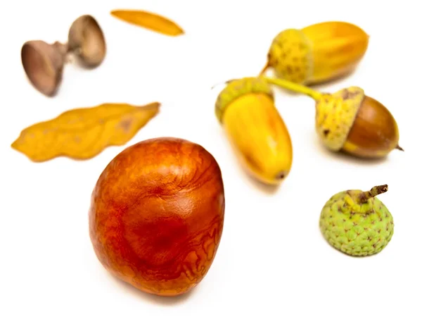 Chestnut and acorns — Stock Photo, Image