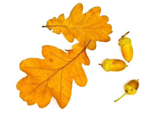 오크 잎과 도토리 — 스톡 사진