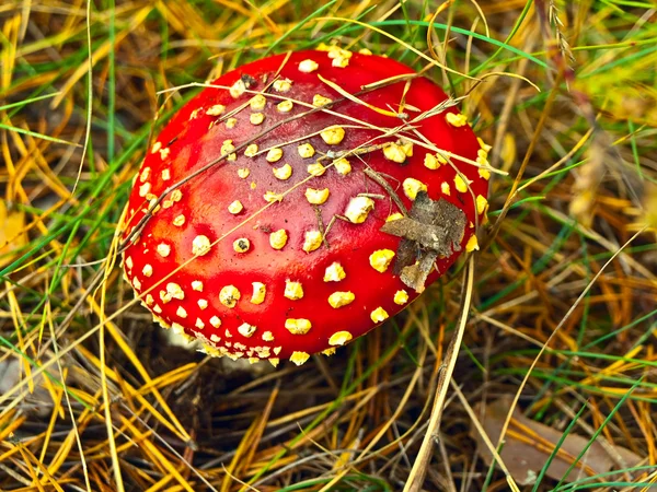 Fliegenagaric — Stockfoto