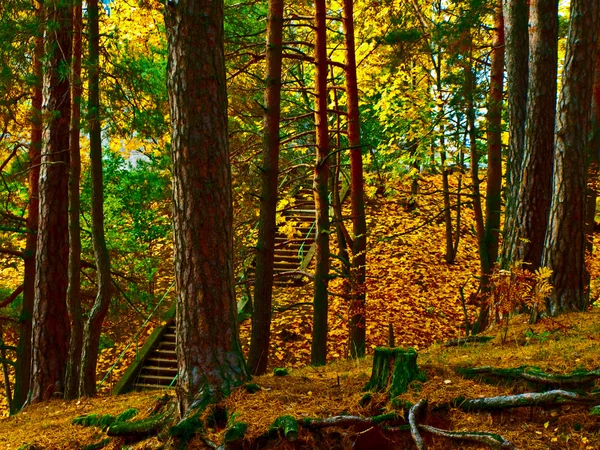 Escadas de outono — Fotografia de Stock