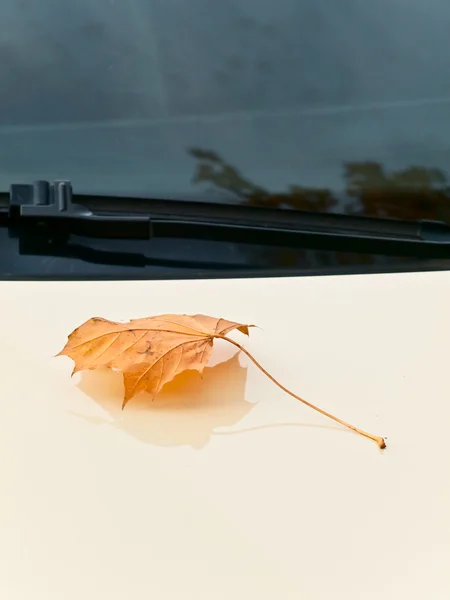 Akçaağaç yaprağı bonnet — Stok fotoğraf