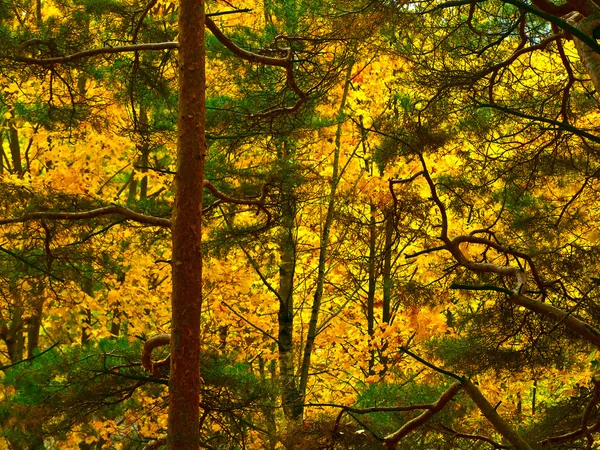 秋季森林背景 — 图库照片