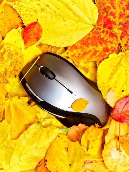 Autumn mouse — Stock Photo, Image